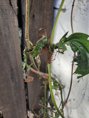 Lepidoptera