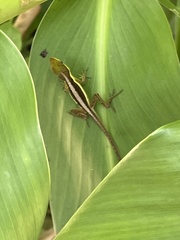 Anolis pulchellus
