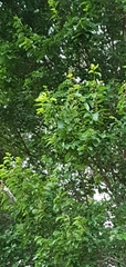 Bridelia leichhardtii