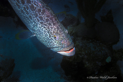 Mycteroperca venenosa