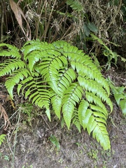 Cyathea borinquena
