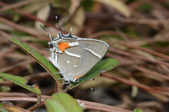 Strymon acis bartrami