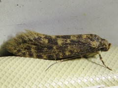 Cephitinea obscurostrigella