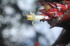Guzmania sphaeroidea