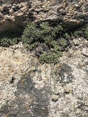 Eriogonum breedlovei shevockii