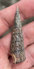 Turritella banksii