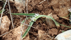 Allium chamaemoly chamaemoly