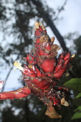 Guzmania sphaeroidea