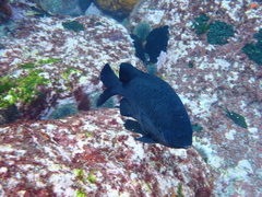 Parma alboscapularis