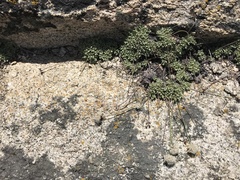 Eriogonum breedlovei shevockii