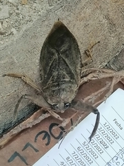 Lethocerus collosicus