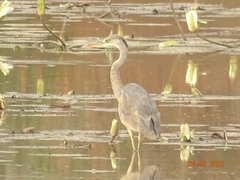 Ardea cinerea