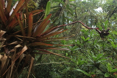 Guzmania sphaeroidea