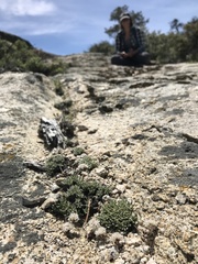 Eriogonum breedlovei shevockii