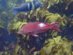 Bodianus unimaculatus
