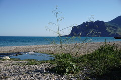 Crambe koktebelica