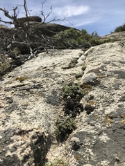 Eriogonum breedlovei shevockii