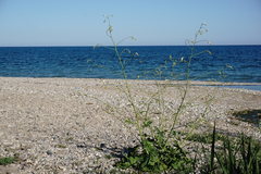 Crambe koktebelica