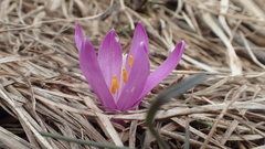Colchicum bulbocodium