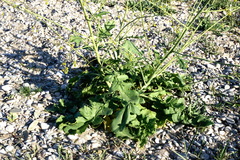 Crambe koktebelica