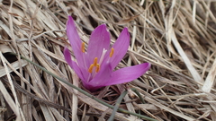 Colchicum bulbocodium