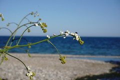 Crambe koktebelica