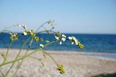 Crambe koktebelica