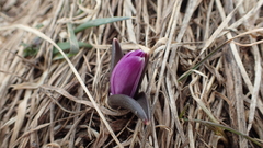 Colchicum bulbocodium