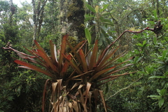 Guzmania sphaeroidea