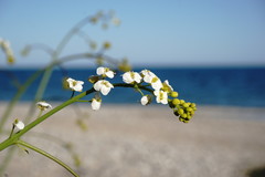 Crambe koktebelica