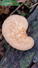 Echinochaete ruficeps