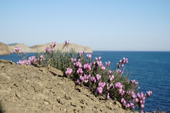 Astragalus subuliformis