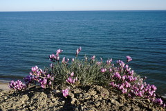 Astragalus subuliformis
