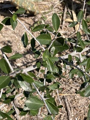 Sideroxylon celastrinum