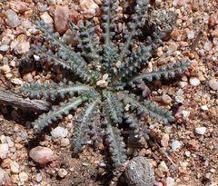 Gilia diegensis
