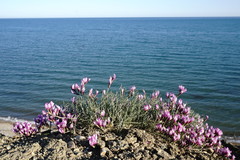 Astragalus subuliformis