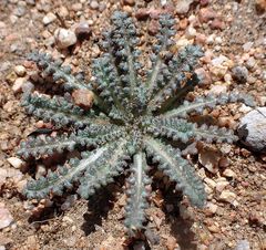 Gilia diegensis
