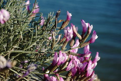 Astragalus subuliformis