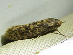 Cephitinea obscurostrigella