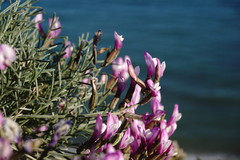 Astragalus subuliformis