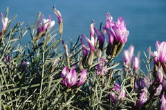 Astragalus subuliformis