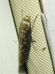 Cephitinea obscurostrigella