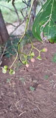 Cordia dichotoma
