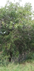 Cordia dichotoma