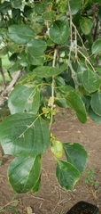 Cordia dichotoma
