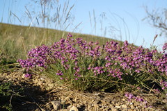 Astragalus tenuifolius