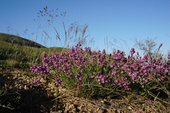 Astragalus tenuifolius