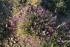 Astragalus tenuifolius