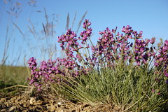 Astragalus tenuifolius