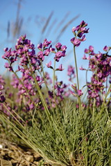 Astragalus tenuifolius